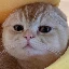 TAOCAT图标
